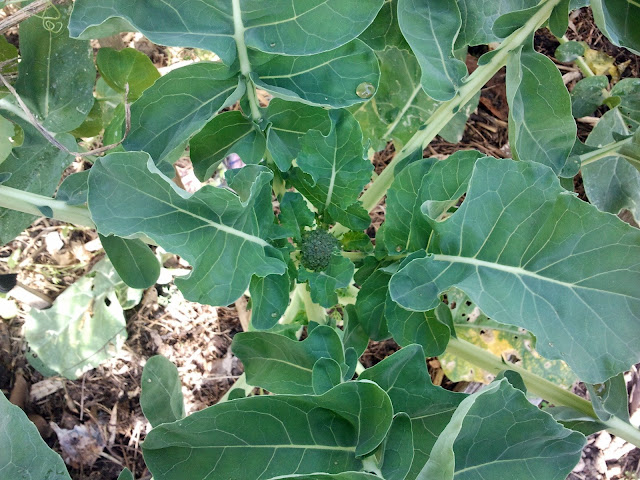 broccoli is growing well in a coffee compost