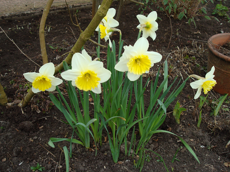 Narcissen na regenbui