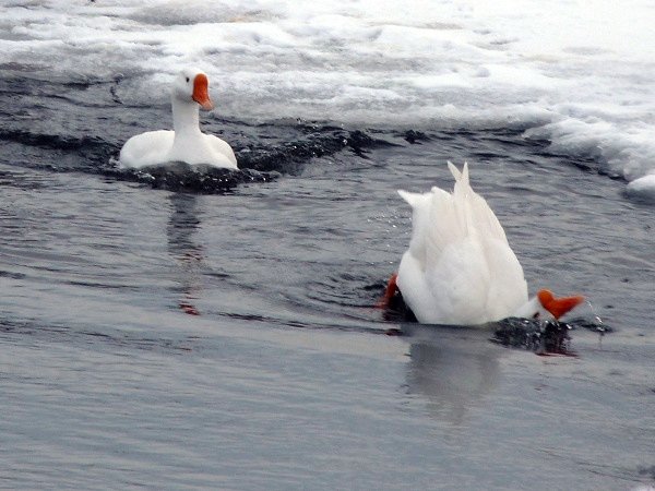 domestic white geese swimming