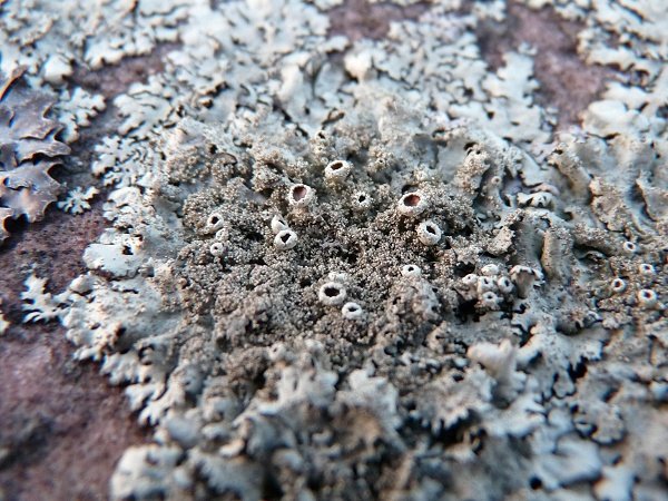 foliose lichen reproductive structures