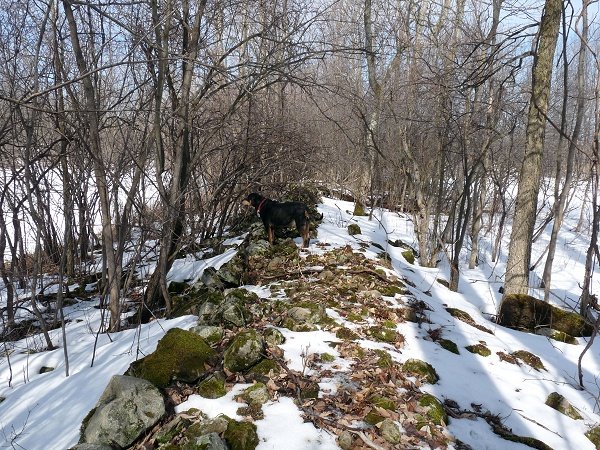 moss topped stone wall