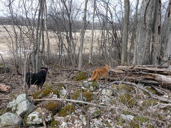 stewy the cat and pookey the dog