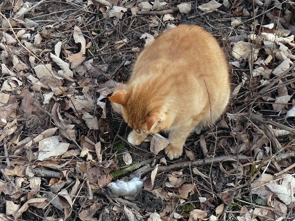 cat and mouse