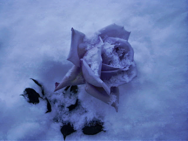 Purple Rose
