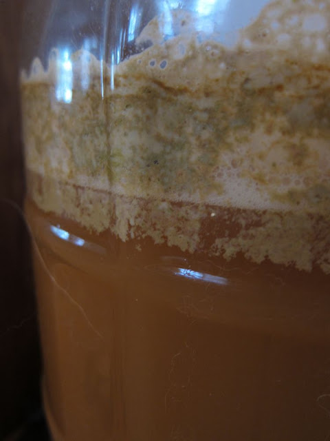 fermentation