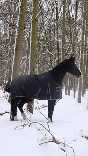 N°3 - Vos chevaux en hivers  DSC01973