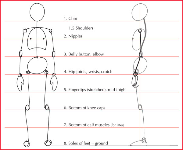 İnsan Anatomisi Model çizim Teknikleri ve Ölçü nasıl alınır