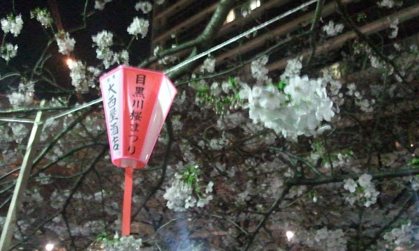  ราตรีซากุระ - 夜桜 - SAKURA at Night 2011