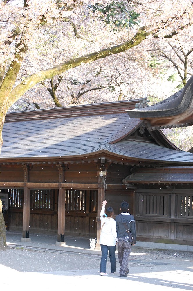 神社＋桜＋カップルって似合いますねー、撮影場所：宇都宮大通りの二荒山神社