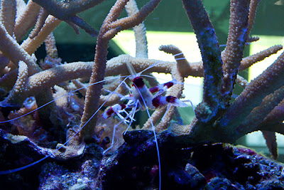 coral-banded.jpg