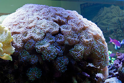 Hammer Coral
