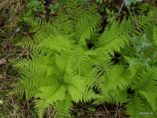 Fjällbräken Athyrium distentifolium