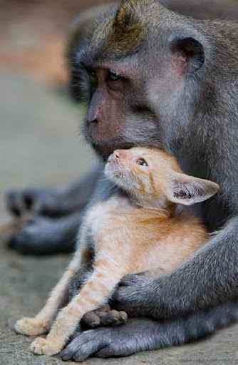 monkey adopts a kitten
