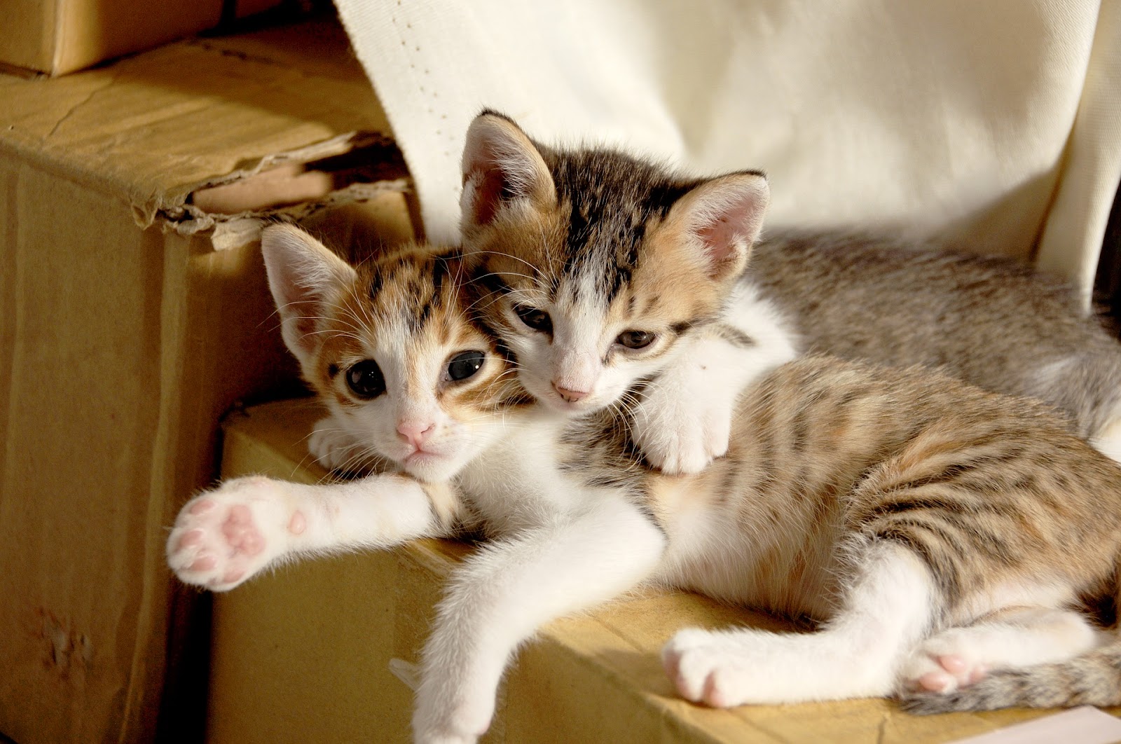 kittens in kitten stage cuddling, laying on a box