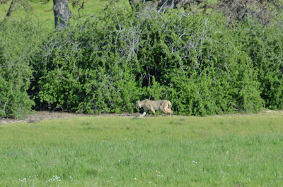 Bobcat