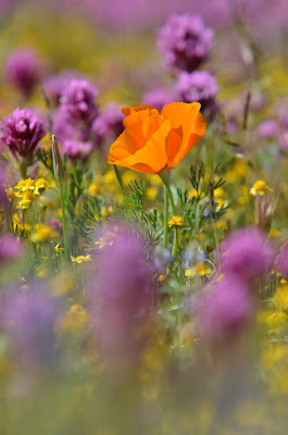 poppies with owls clover