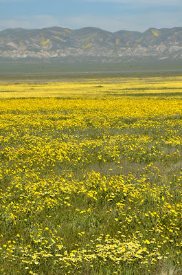 yellow fields