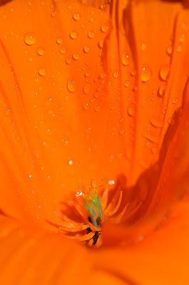 more poppies