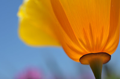 closeup