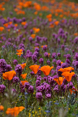 poppies