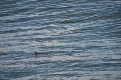harbour seal