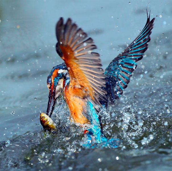 Stunning Bird Photography by John&Fish