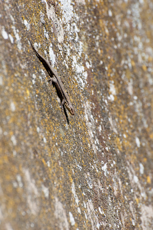 le lézard graphique -2- le lézard en descente de mur... 20110323_04_lezard_4_DSC0256