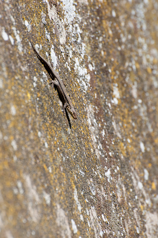 le lézard graphique -2- le lézard en descente de mur... 20110323_04_lezard_4_DSC0256