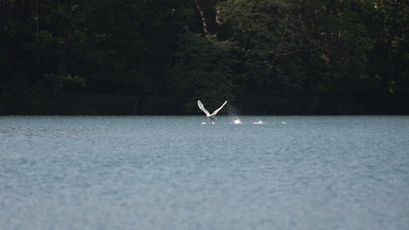 cygne en vol sur lac... 20110409_04_Cygne_DSC2585