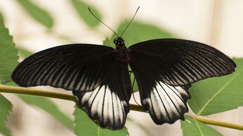 Papillons de la ferme aux Papillons près de Die... 20110505_23_noir_lanc_DSC4481
