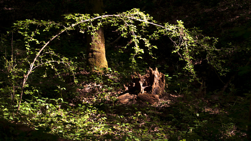 Photos du 09 mai 2011 20110430_15_souche_sous_branche_DSC3532