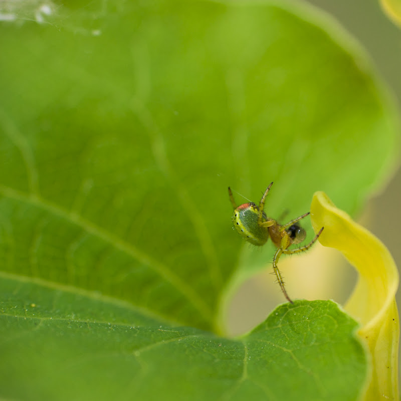 descente aux "en vert"... 20110504_04_petite_araignee_verte_DSC4189