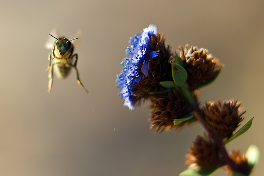Bee macro photography