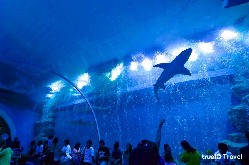 เที่ยว 5 Aquarium สวยน้ำใสใกล้กรุงเทพ3