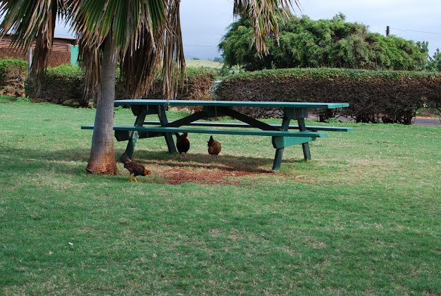 Chickens on Kauai