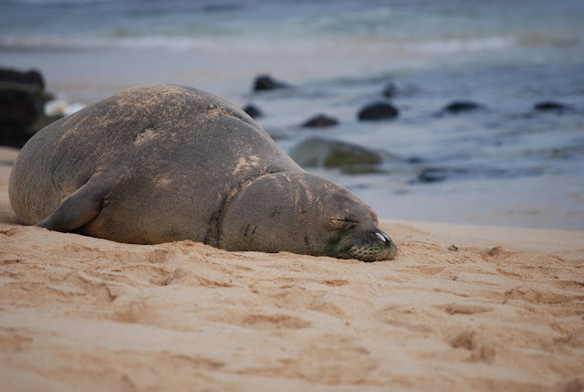 Monk Seal