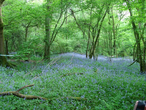 Blue Bells