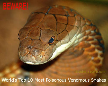most poisonous snakes