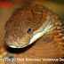 Worlds Altitude Ten Nearly Poisonous Venomous Deadliest Snakes