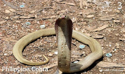 Philippine Cobra ( Naja Philippinensis )