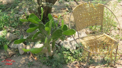 cactus plant with chair