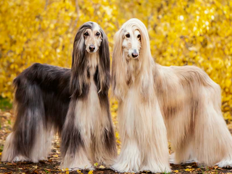 Discover the Most Expensive Dog Breeds in the World