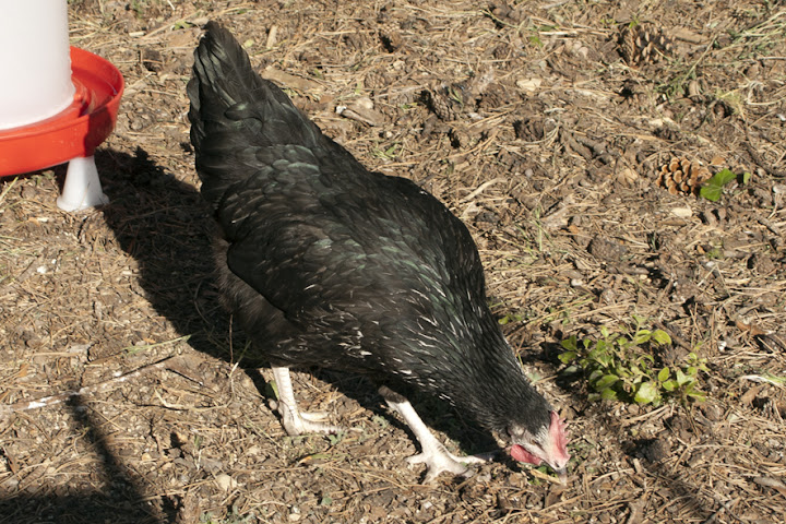 Identification : Quelles races pour nos poules pondeuses? Noire%20reflet%20vert
