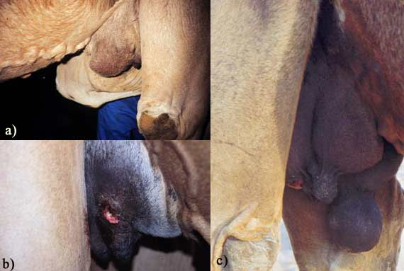 Udder lesions: a) blind quarter due to chronic mastitis; b) udder skin abscess, these lesions are usually due to severe infestation with ticks and fly larvae. c) Udder showing a severe dilation due to a blockage of the front left teat canal and a traumatic lesion of the right hind teat. 