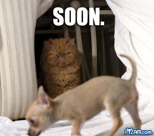 photo of cat looking at a puppy and saying...soon
