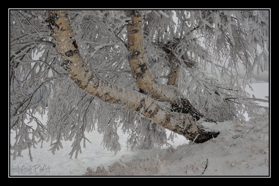 Frozen trees + Ajouts DSC_0054_GF
