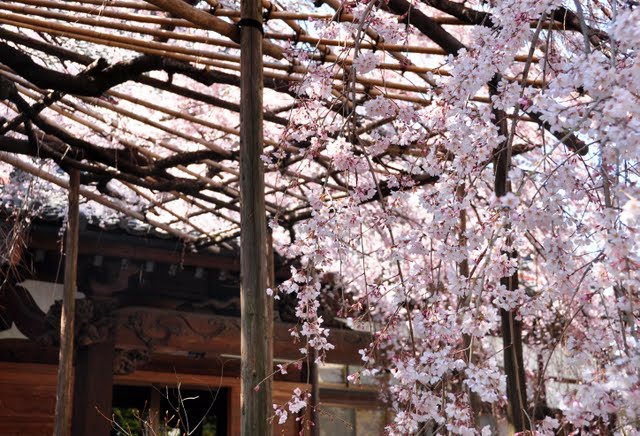 玉蔵院しだれ桜