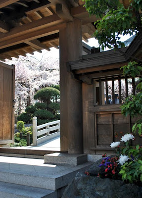 門外から桜