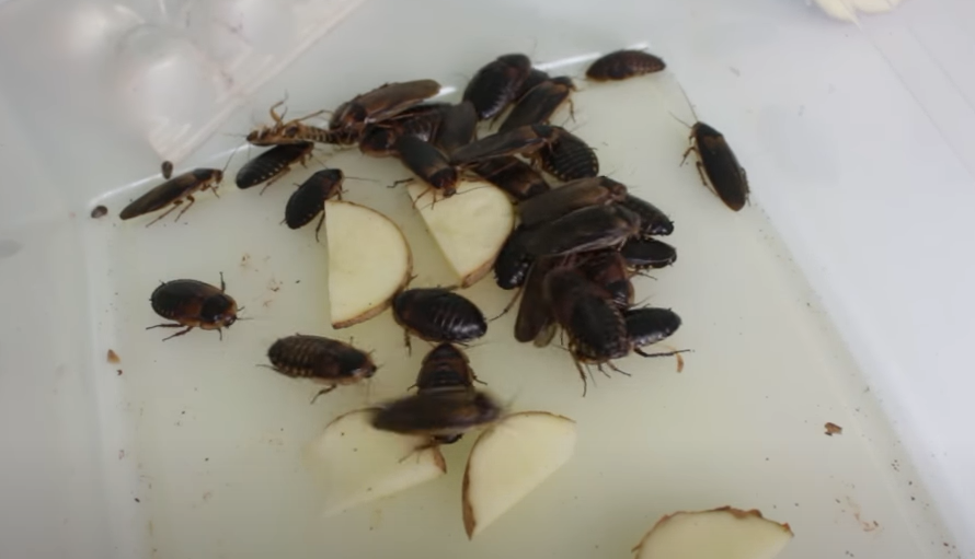Dubia roaches eating potato slices