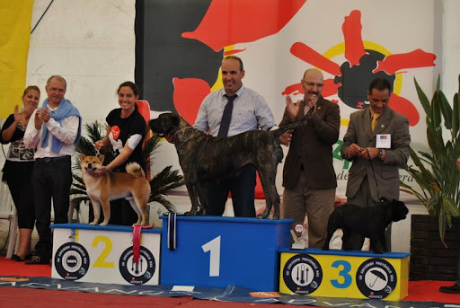 VIII Concurso Nacional Canino - X Concurso Canino de Lanzarote 2011 Yao2011-bis2